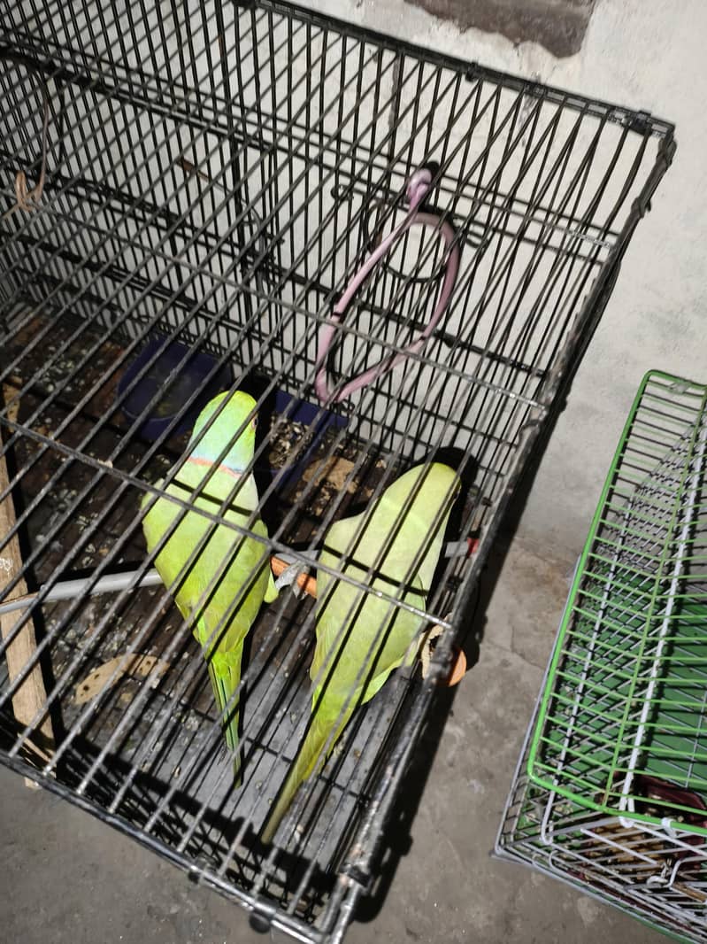 breeder pair 5