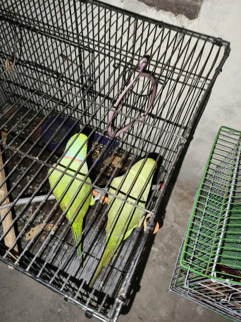 breeder pair — photo 6