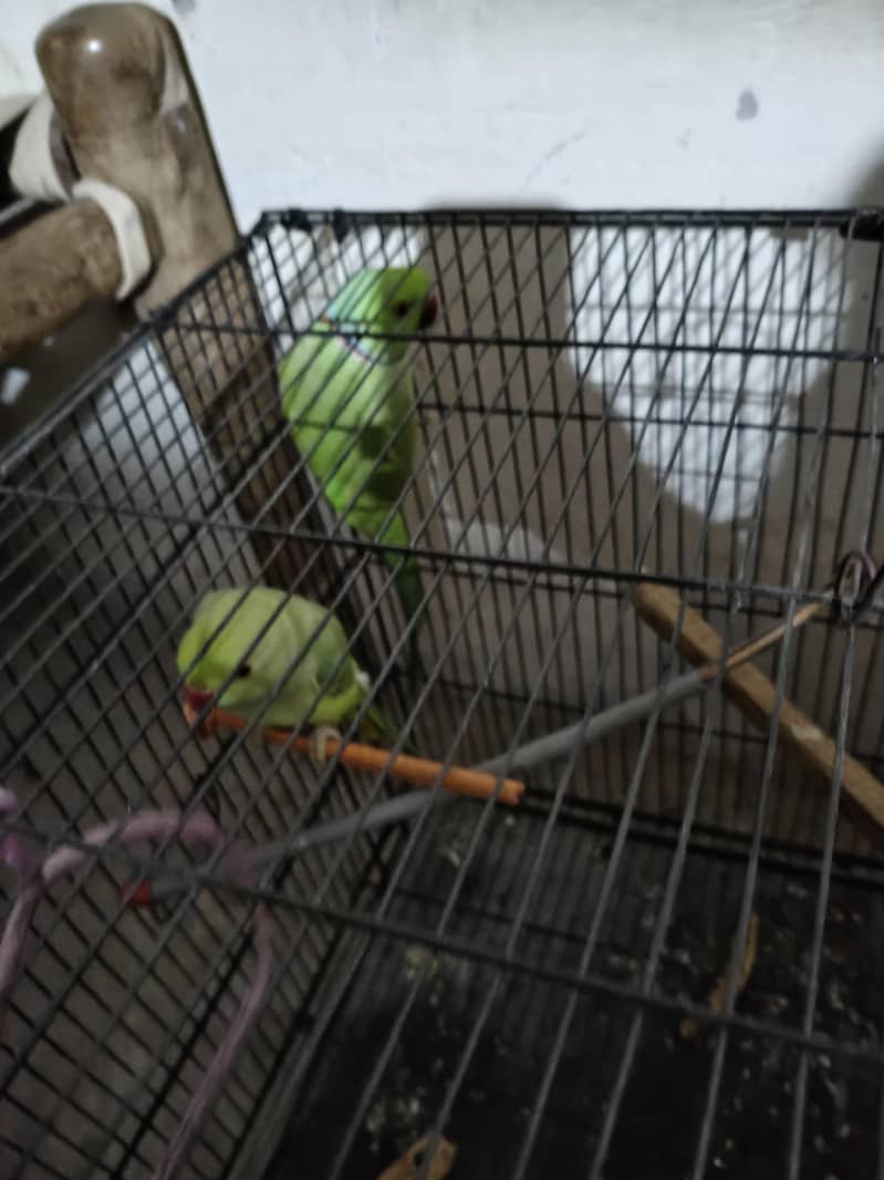 breeder pair 6