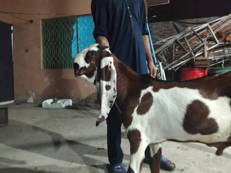 nagra daba breader bacha — photo 3