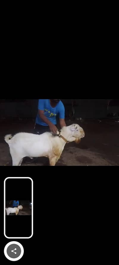 vip goat