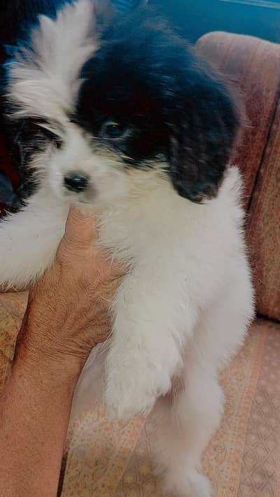 shih tzu