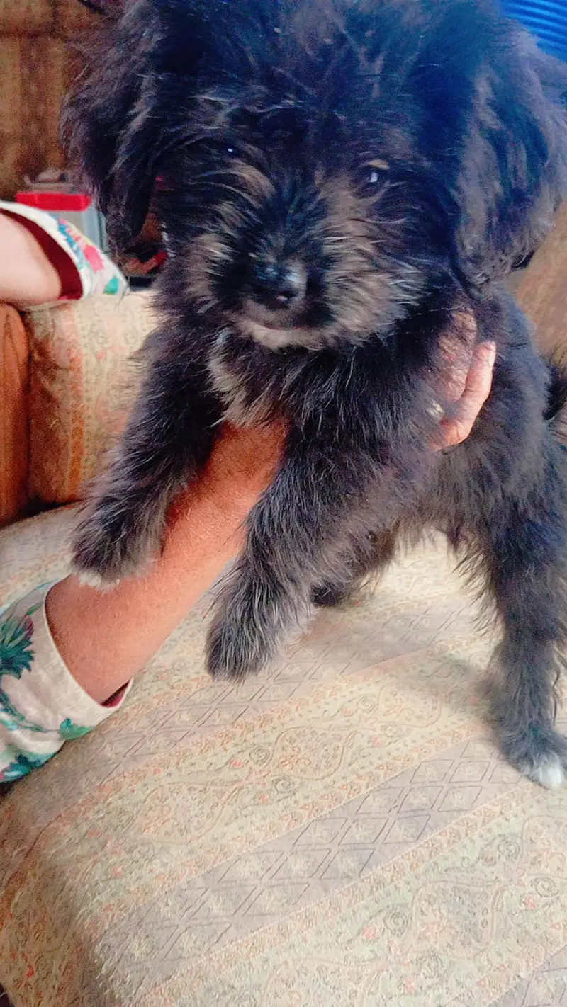 shih tzu — photo 2