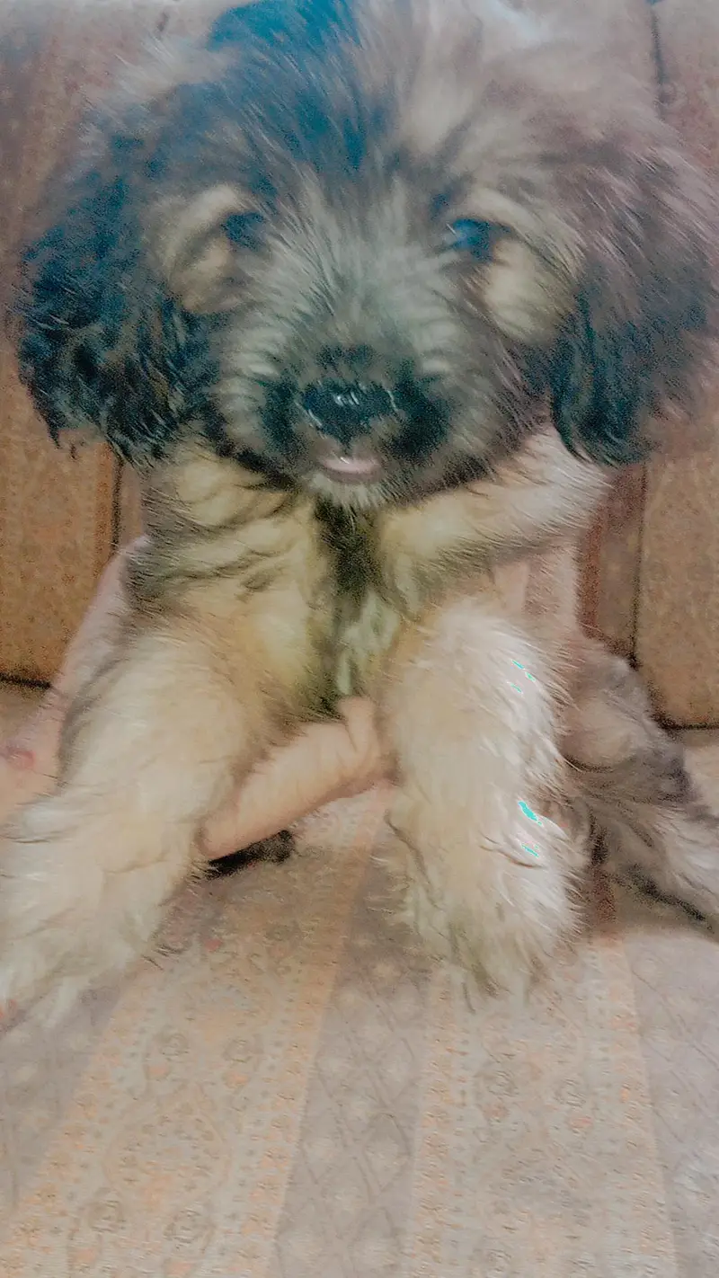 shih tzu — photo 3