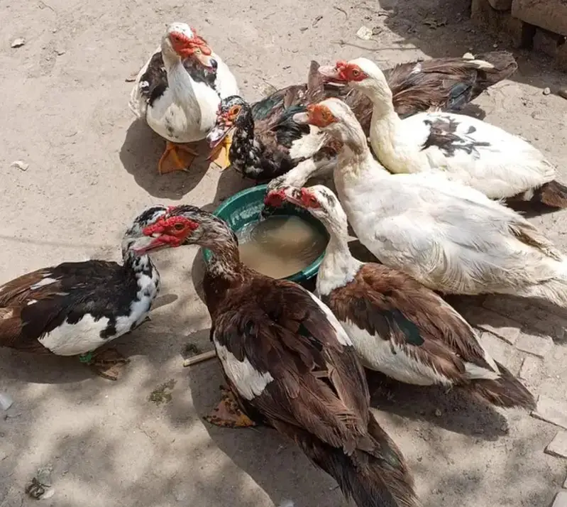 muscovy other birds ducks urgent sale — photo 3