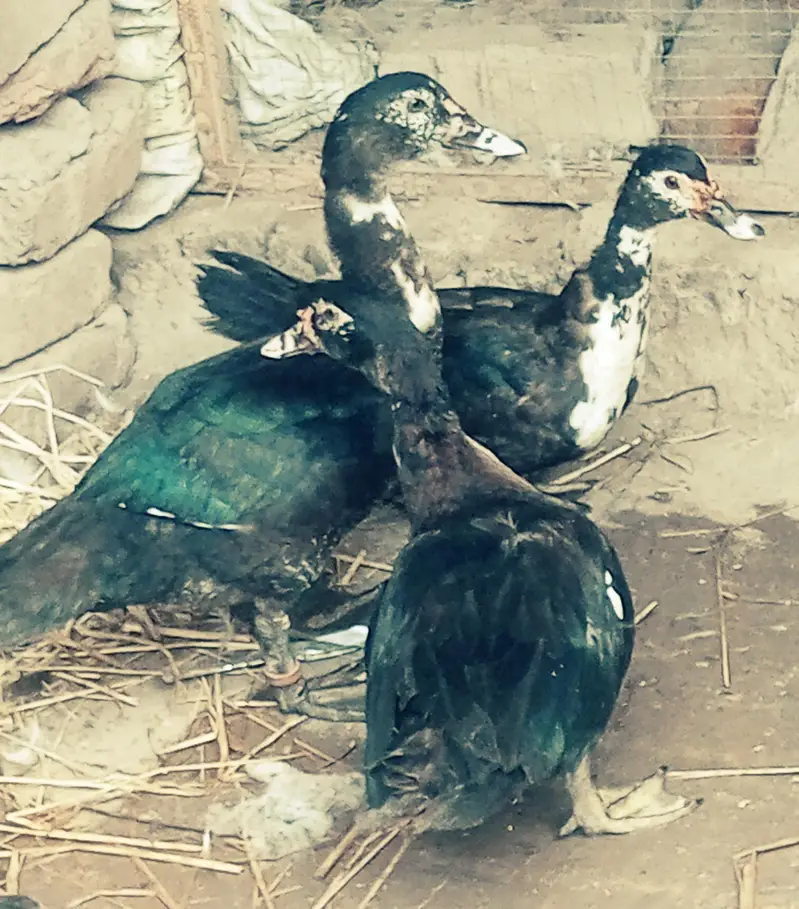 muscovy other birds ducks urgent sale — photo 4