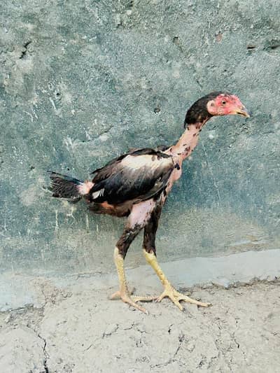 03240431137 Aseel wlaiti Mianwali cross breed