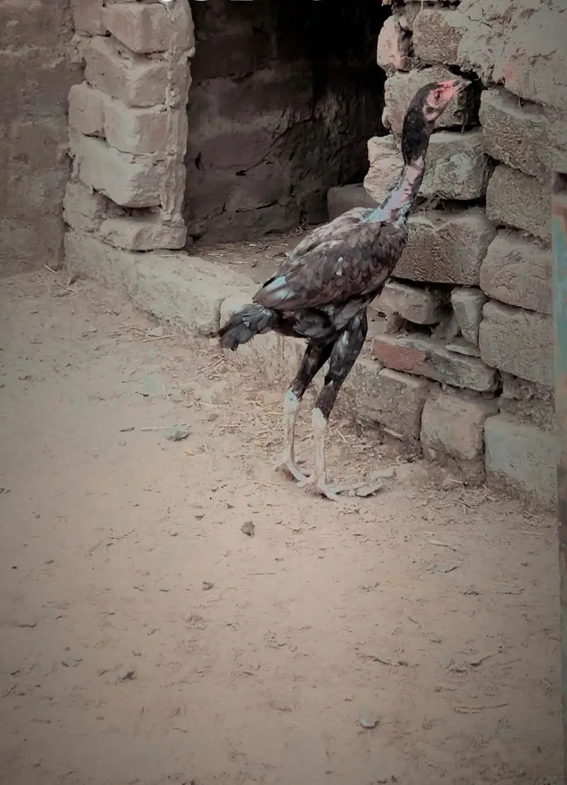 03240431137 Aseel wlaiti Mianwali cross breed — photo 2