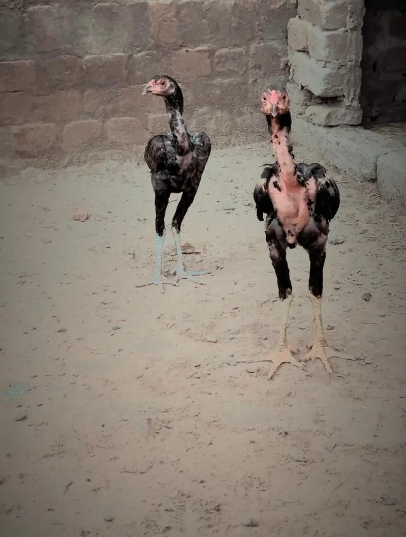 03240431137 Aseel wlaiti Mianwali cross breed — photo 3
