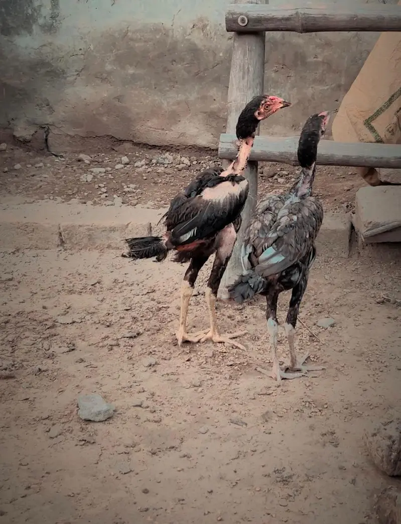 03240431137 Aseel wlaiti Mianwali cross breed — photo 4