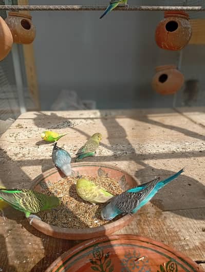 Australian parrot for sale