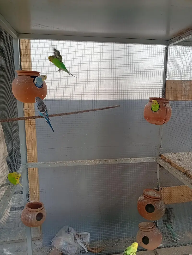 Australian parrot for sale — photo 2