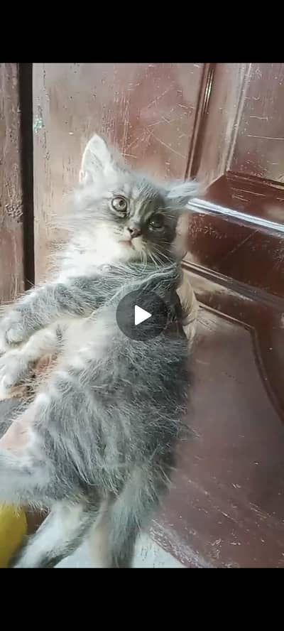 piar Cat far sale 1 keetn 8500 2 keetn 16k