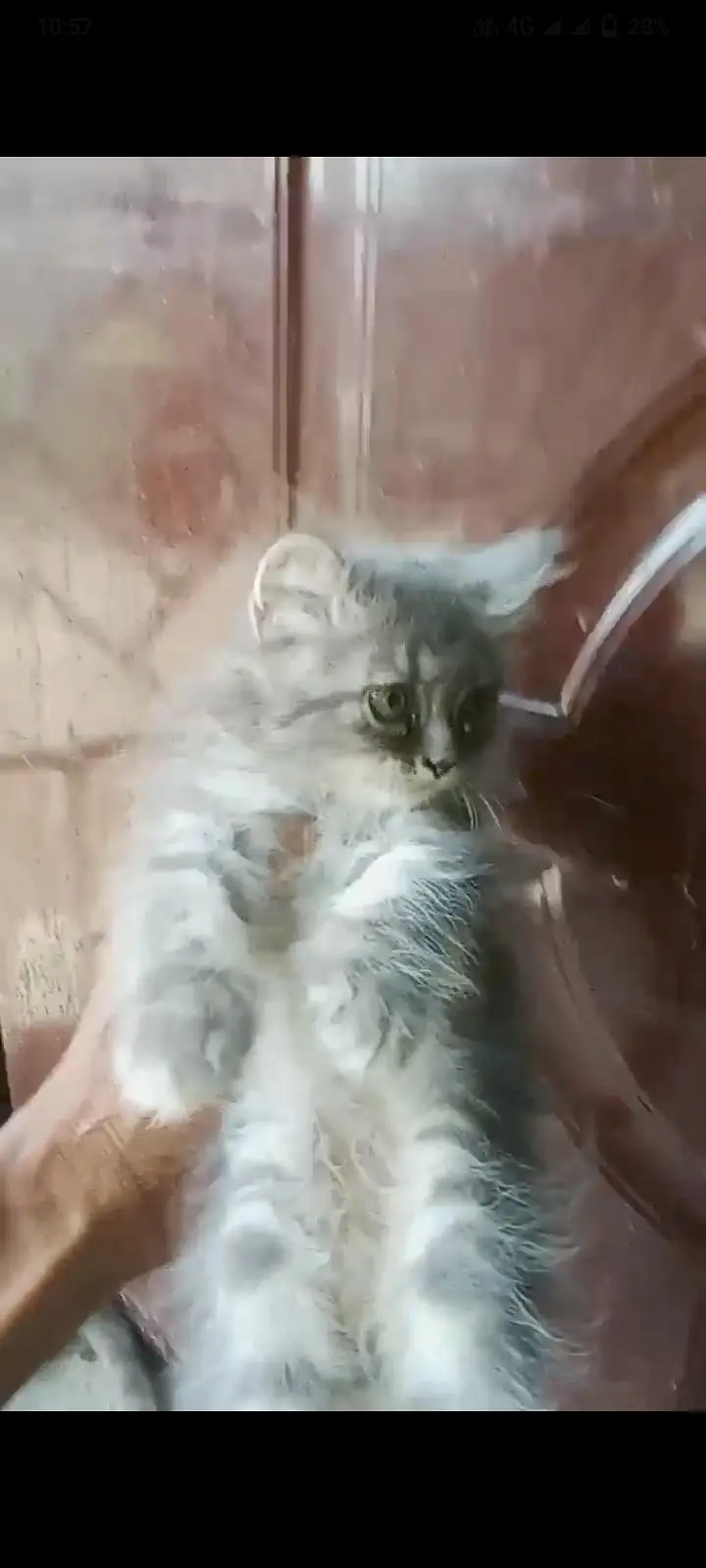 piar Cat far sale 1 keetn 8500 2 keetn 16k — photo 2