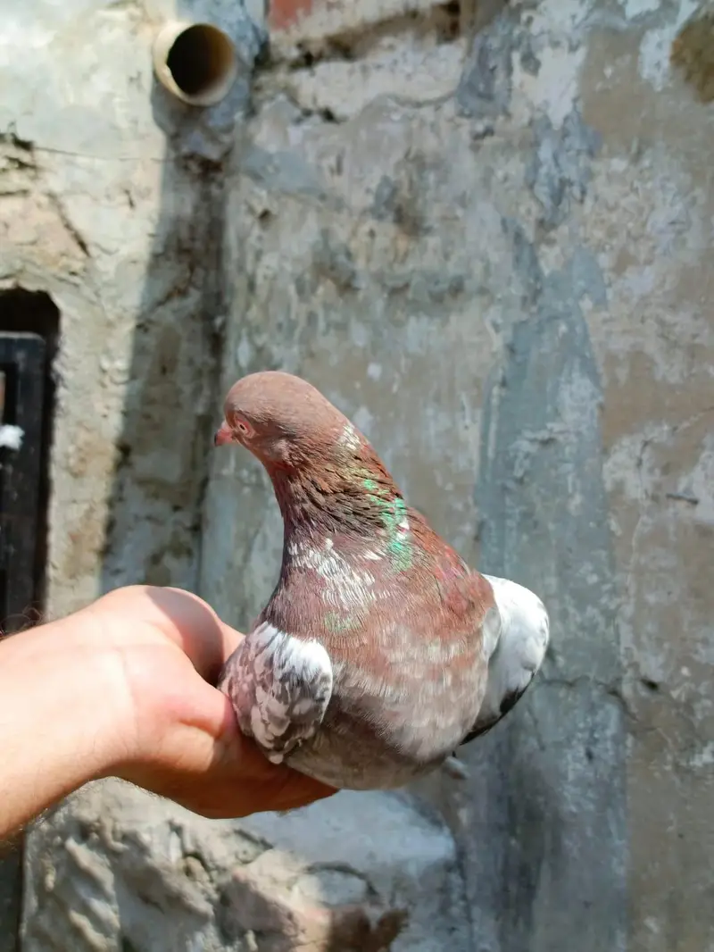 indian surkhay or tadyy male — photo 2