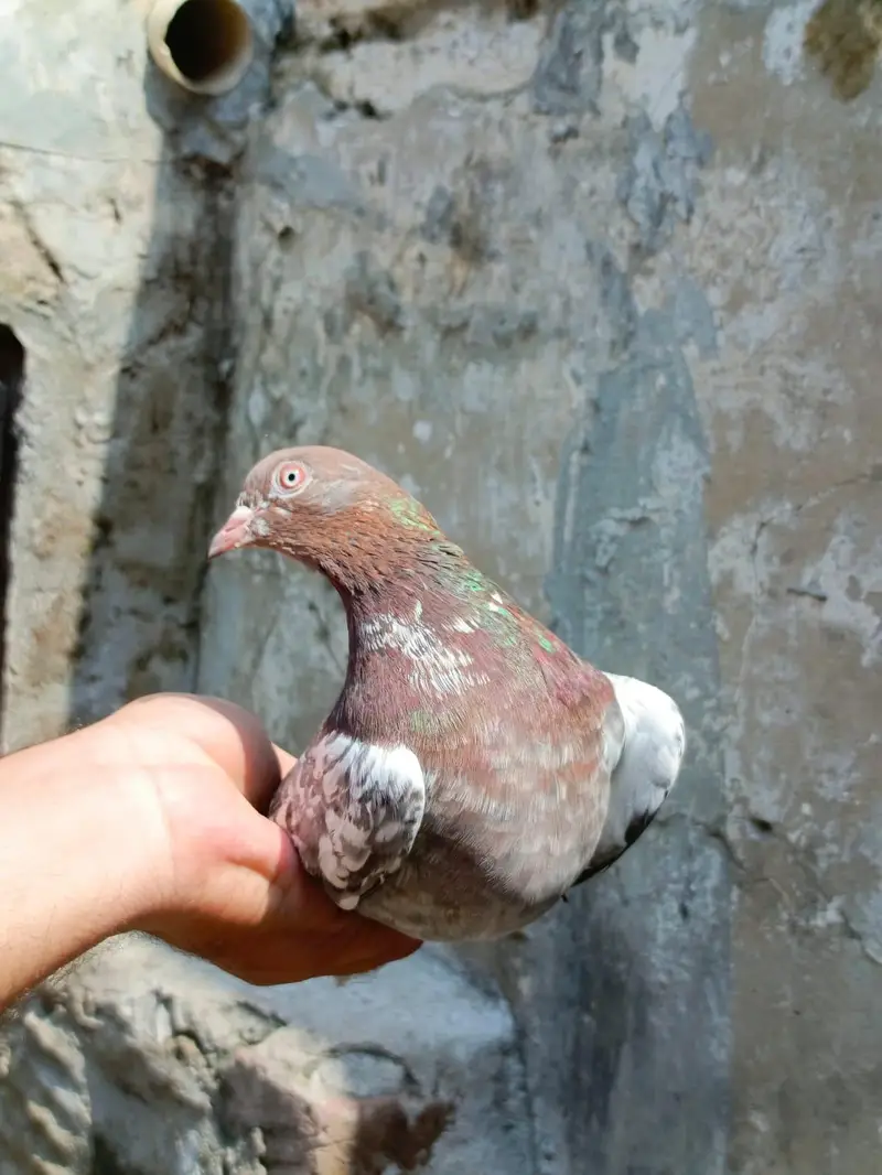 indian surkhay or tadyy male — photo 3