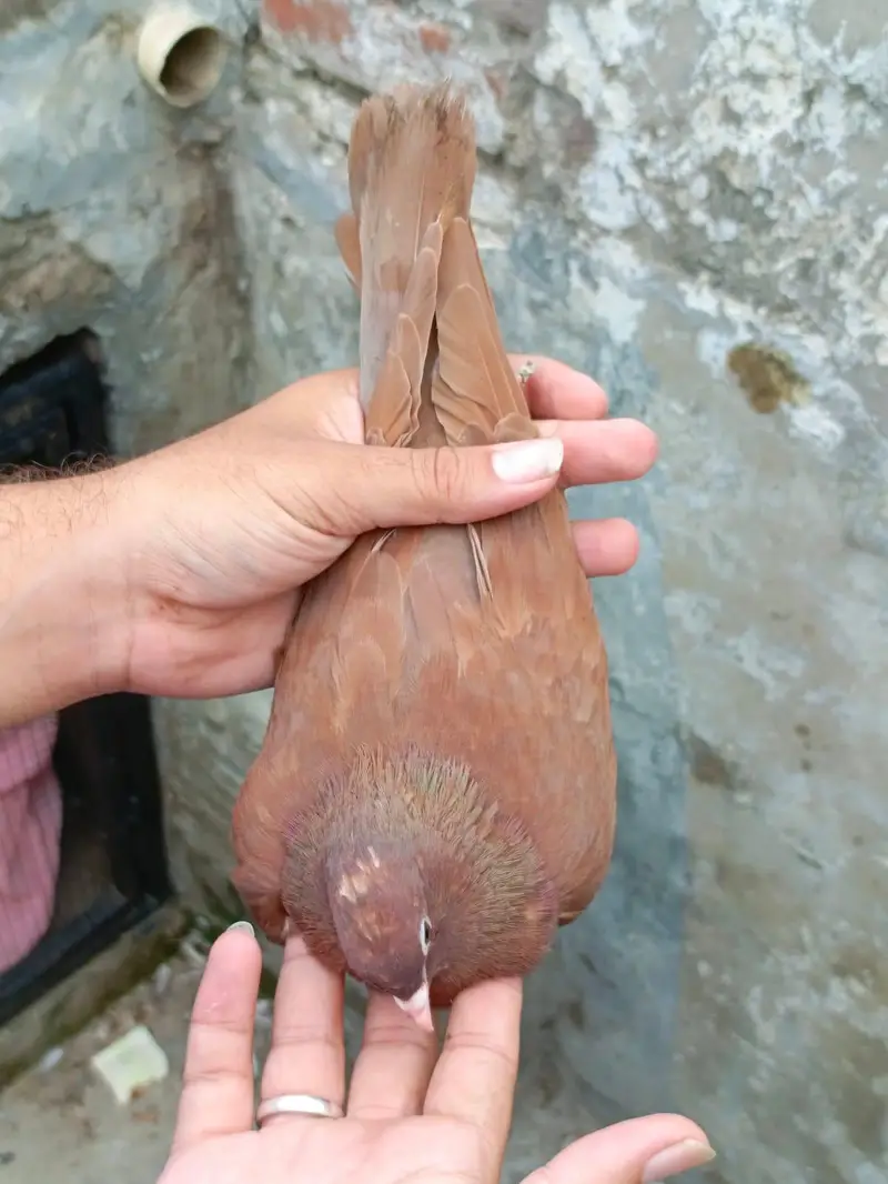indian surkhay or tadyy male — photo 5