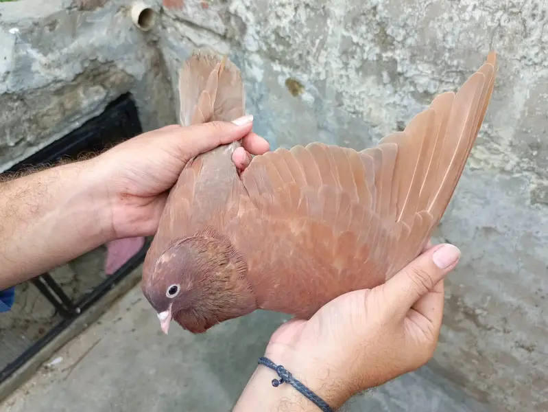 indian surkhay or tadyy male — photo 6