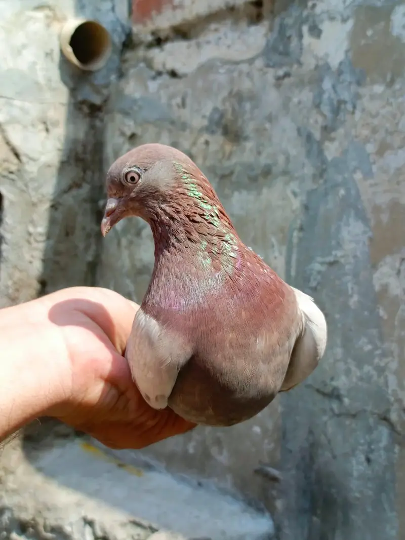 indian surkhay or tadyy male — photo 10