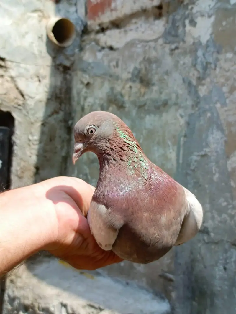 indian surkhay or tadyy male — photo 11