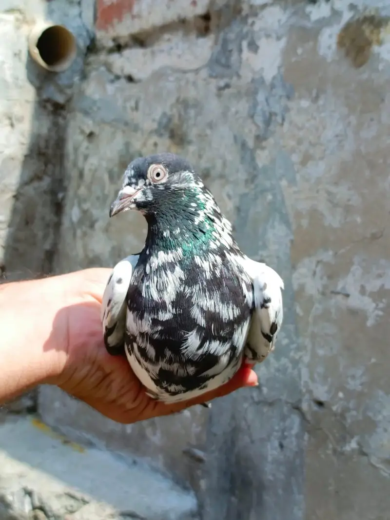 indian surkhay or tadyy male — photo 12