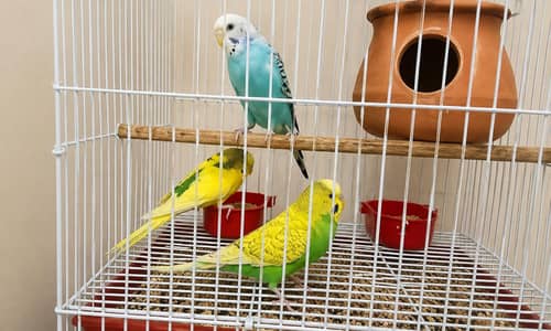 3PARROTS