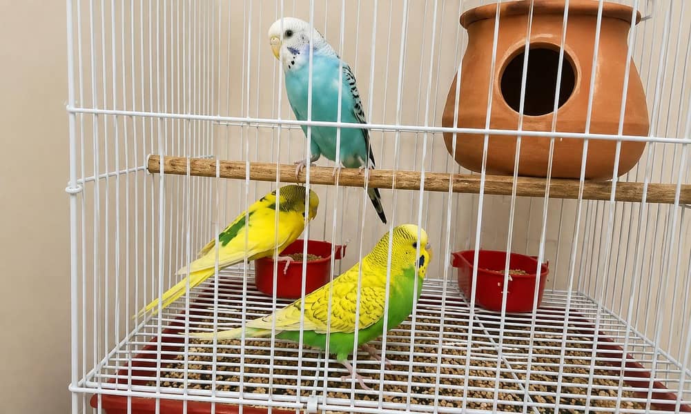 3PARROTS 0