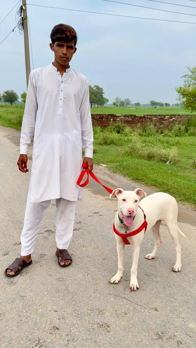 8 manth gultaar — photo 3