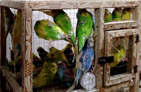 Beautiful breeder pairs