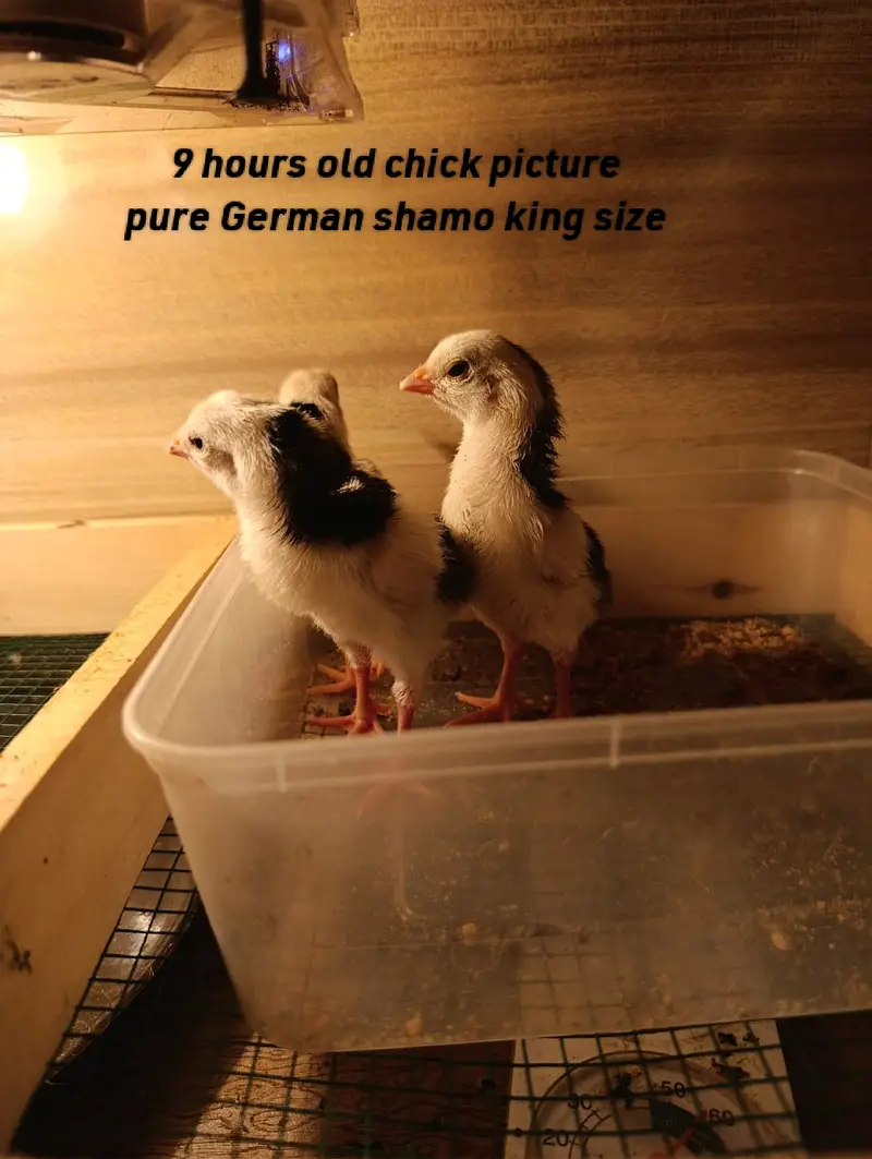 German Shamo King Size Chicks — photo 2