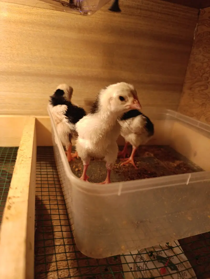 German Shamo King Size Chicks — photo 3