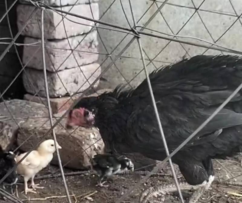 aseel sindhi chicks 0