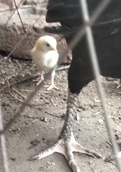aseel sindhi chicks