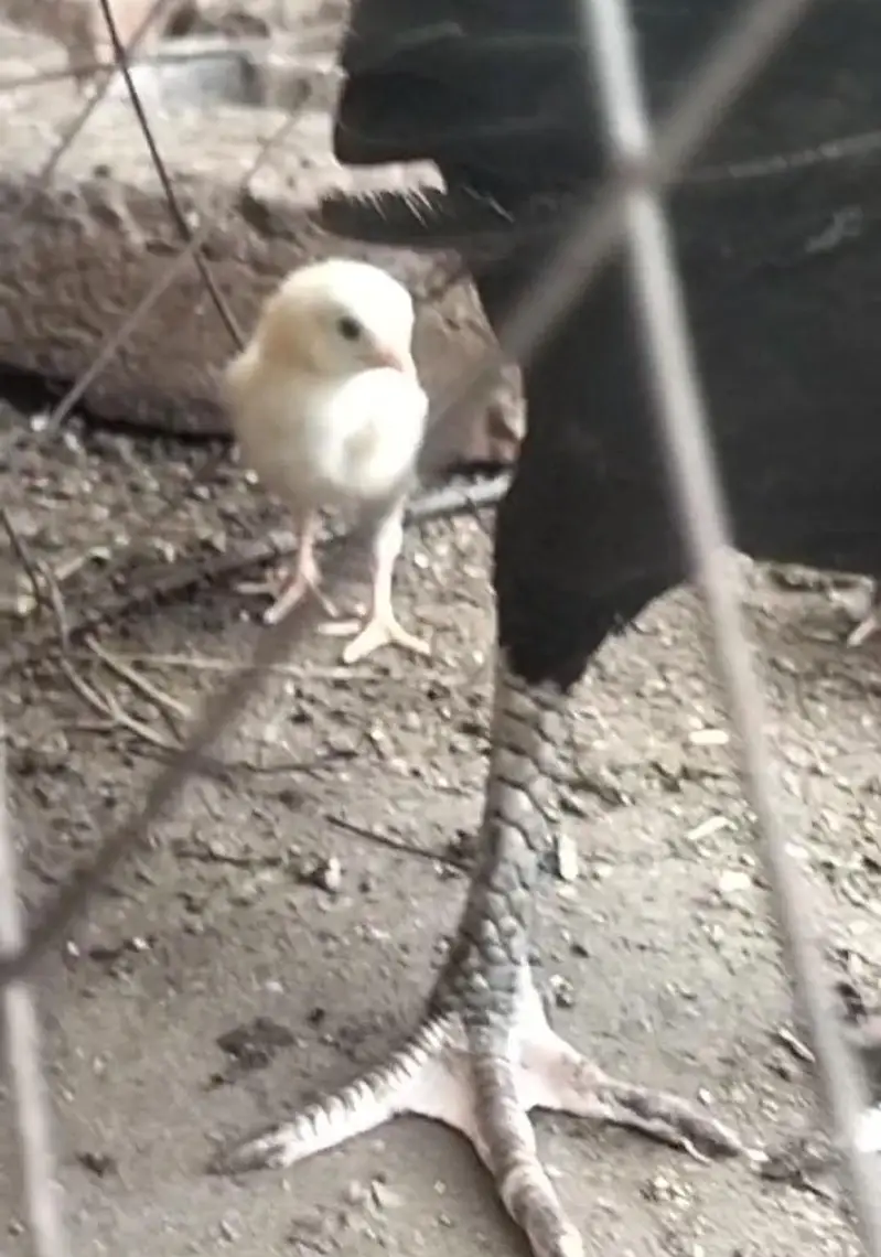 aseel sindhi chicks — photo 2