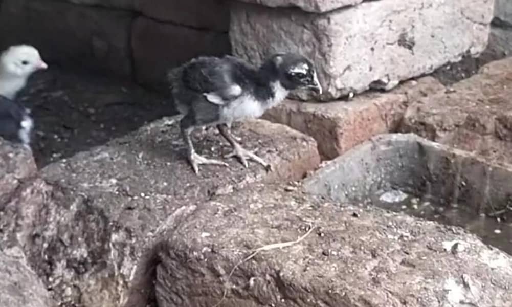 aseel sindhi chicks 2