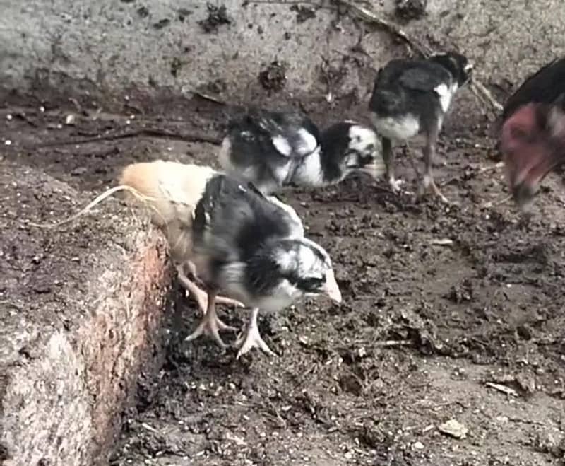 aseel sindhi chicks 3