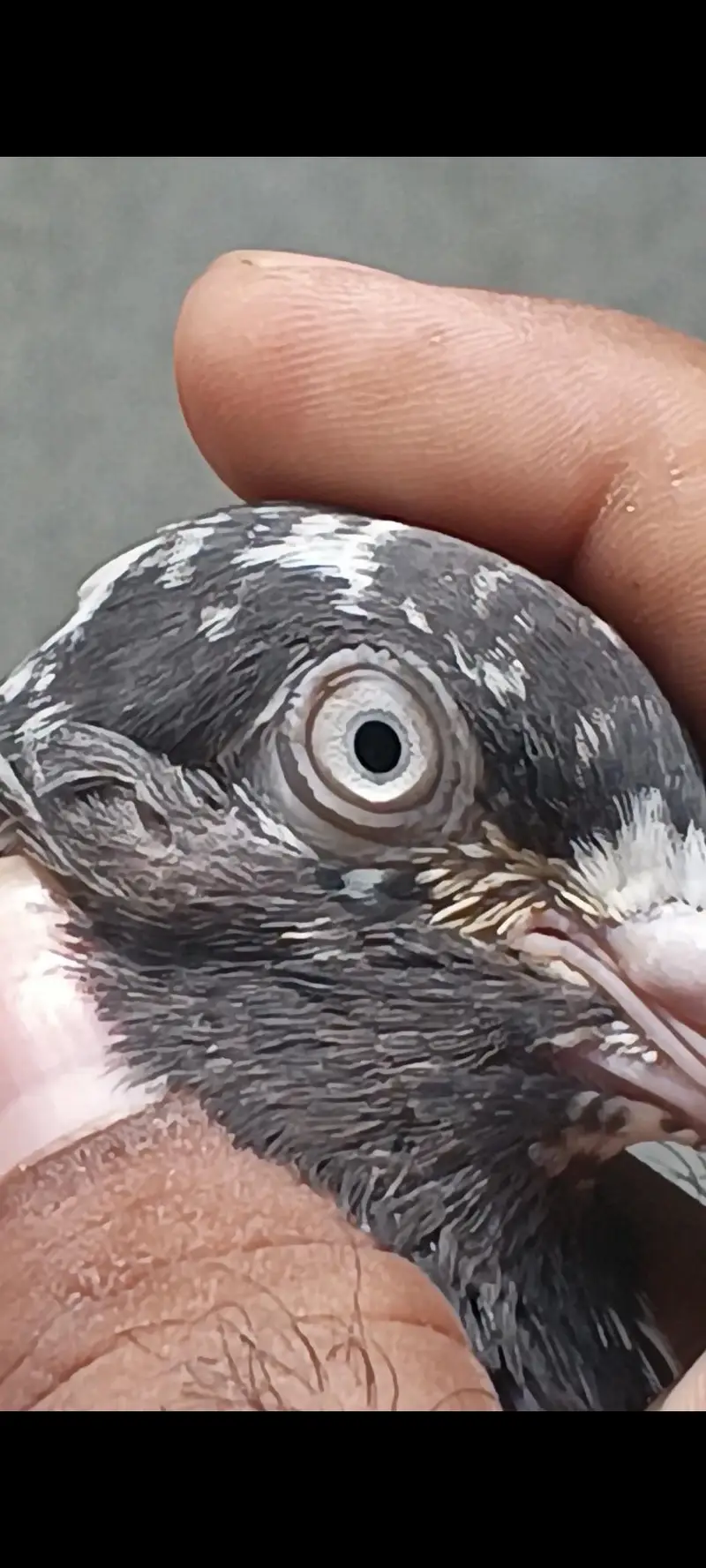 misa male tedy female — photo 4