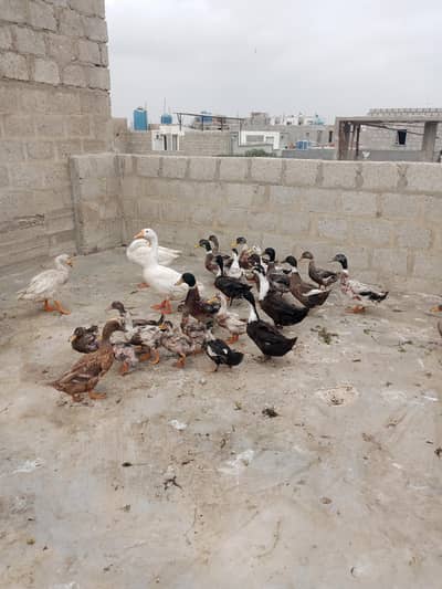 Duck meat for sale