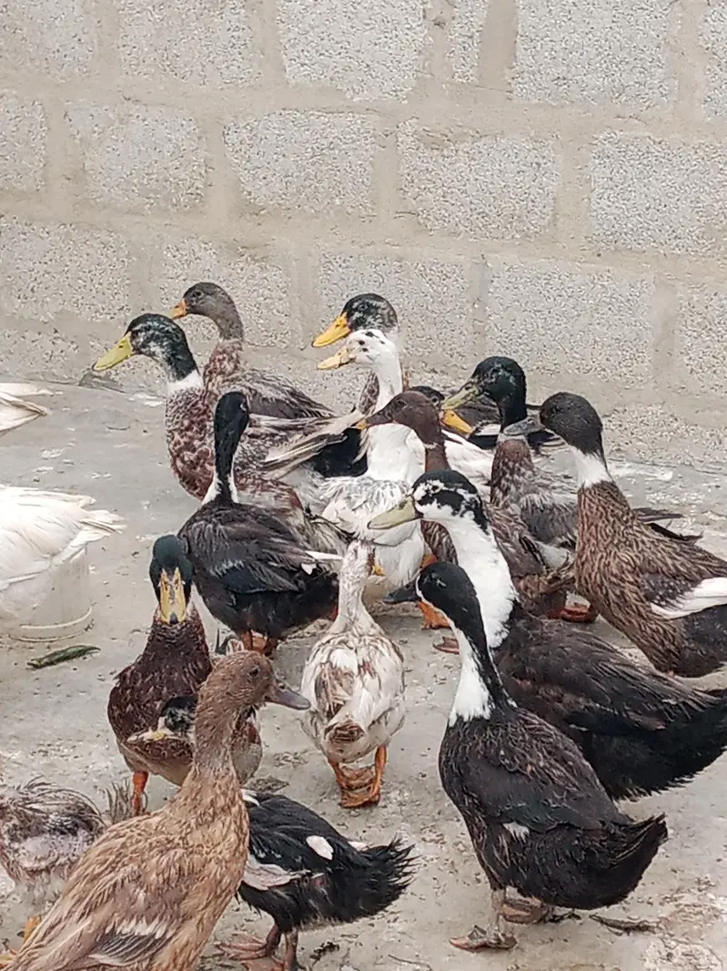 Duck meat for sale — photo 3