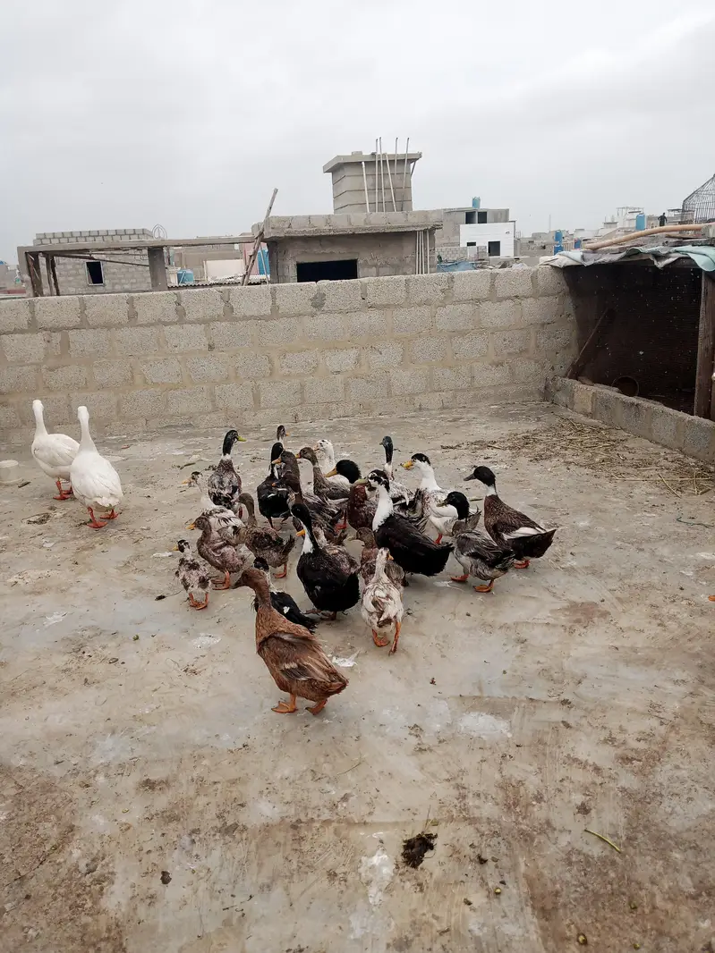 Duck meat for sale — photo 5