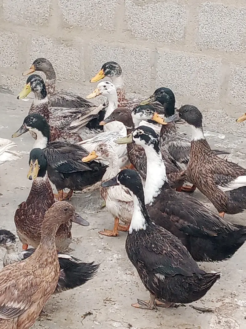 Duck meat for sale — photo 6
