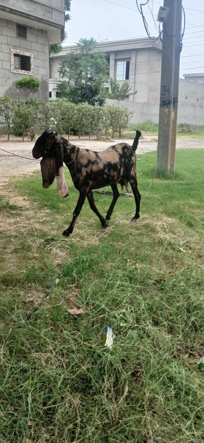 female goat 4 danth