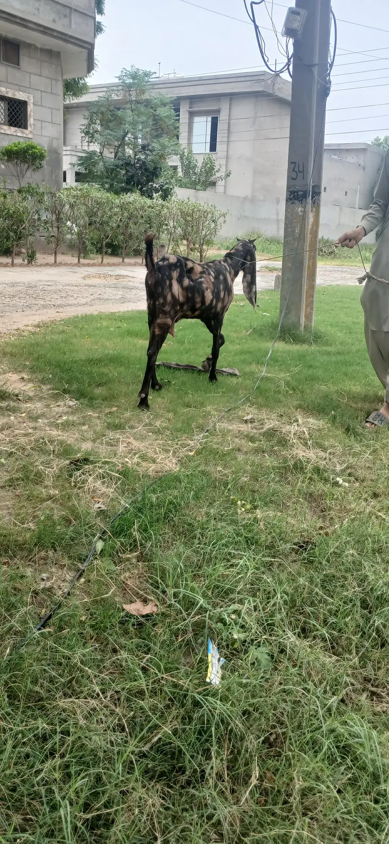 female goat 4 danth — photo 2