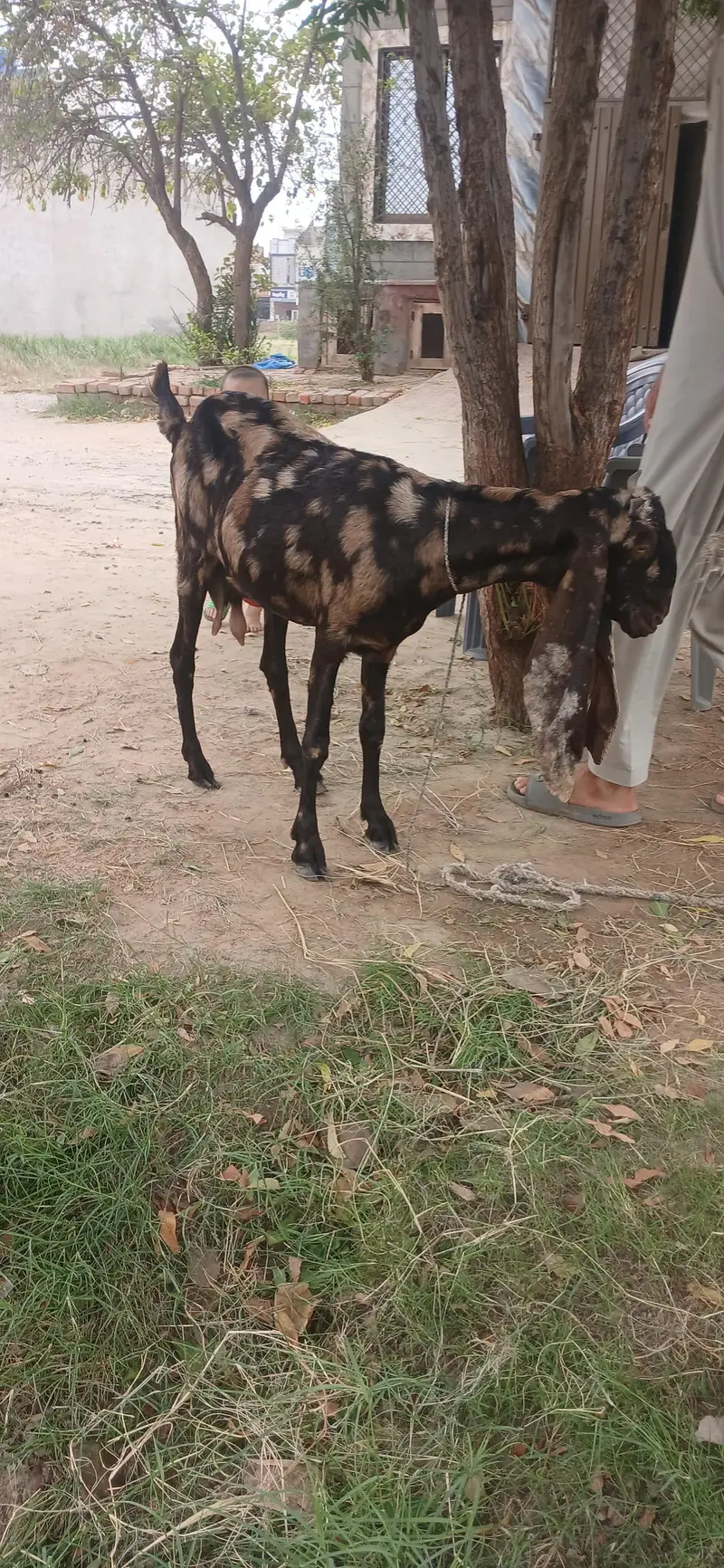 female goat 4 danth — photo 3