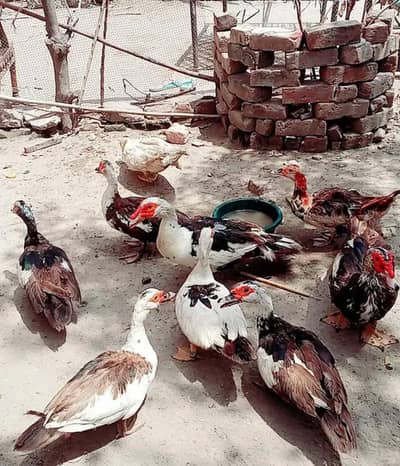 Muscovy Ducks Home breed urgent sale
