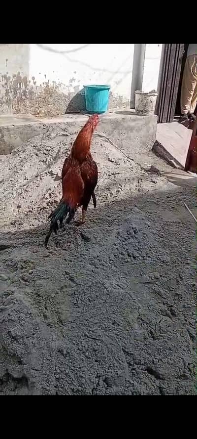 patha for sale and exchange
