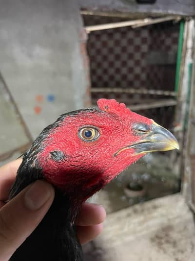 pokaya male for sale