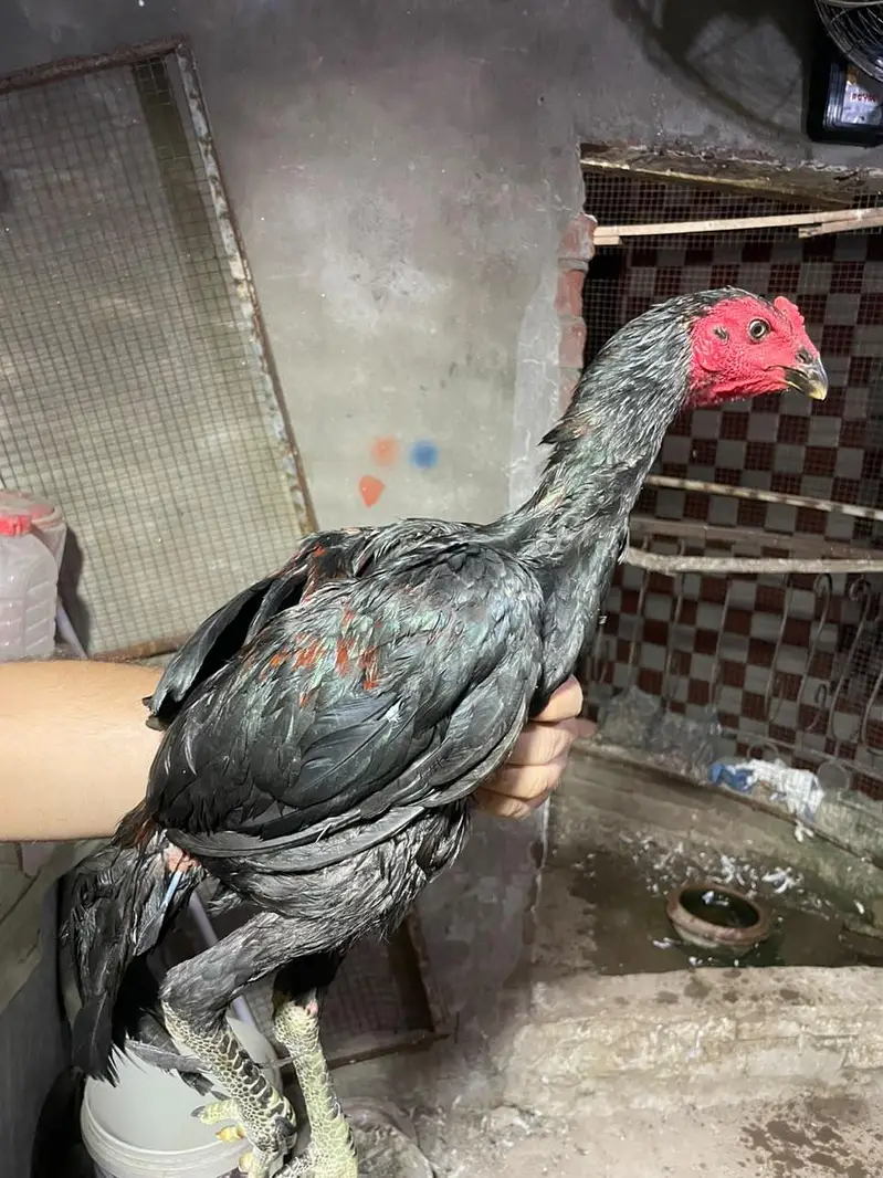 pokaya male for sale — photo 2