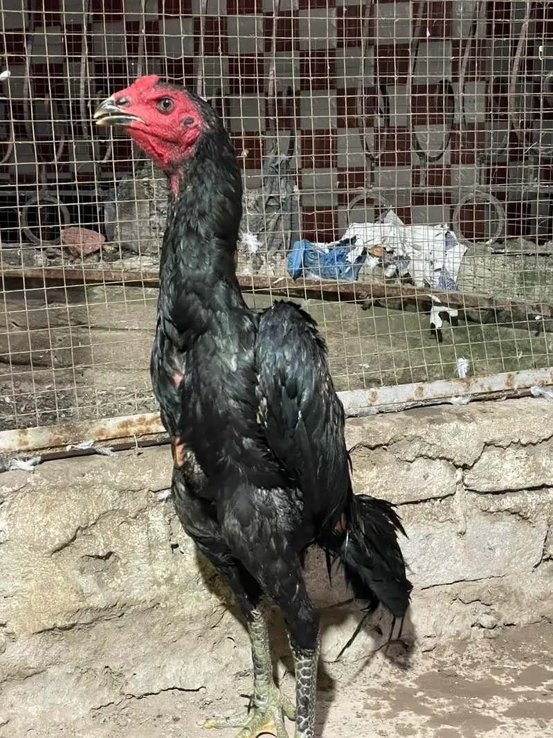 pokaya male for sale — photo 4