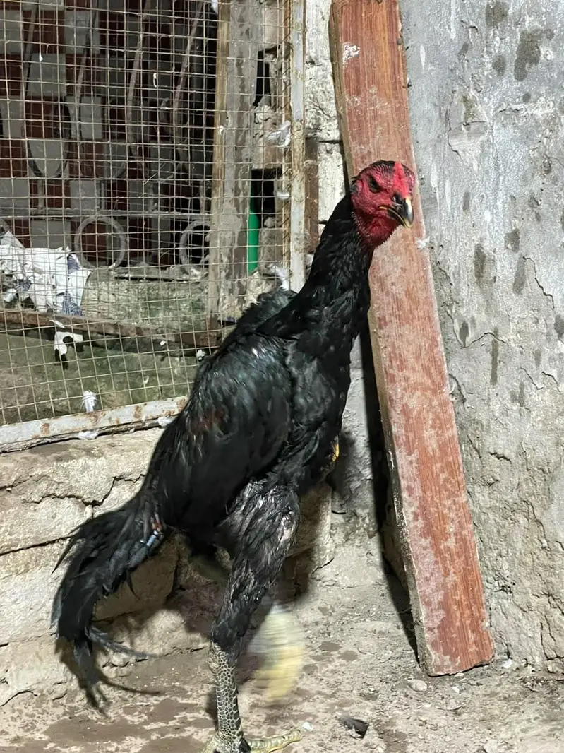 pokaya male for sale — photo 5